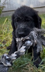 Štěňátka Flat Coated Retriever