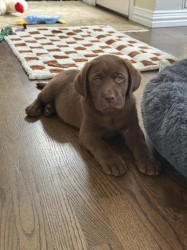 Inzerce psů Nabízíme štěňata labradorského retrívra