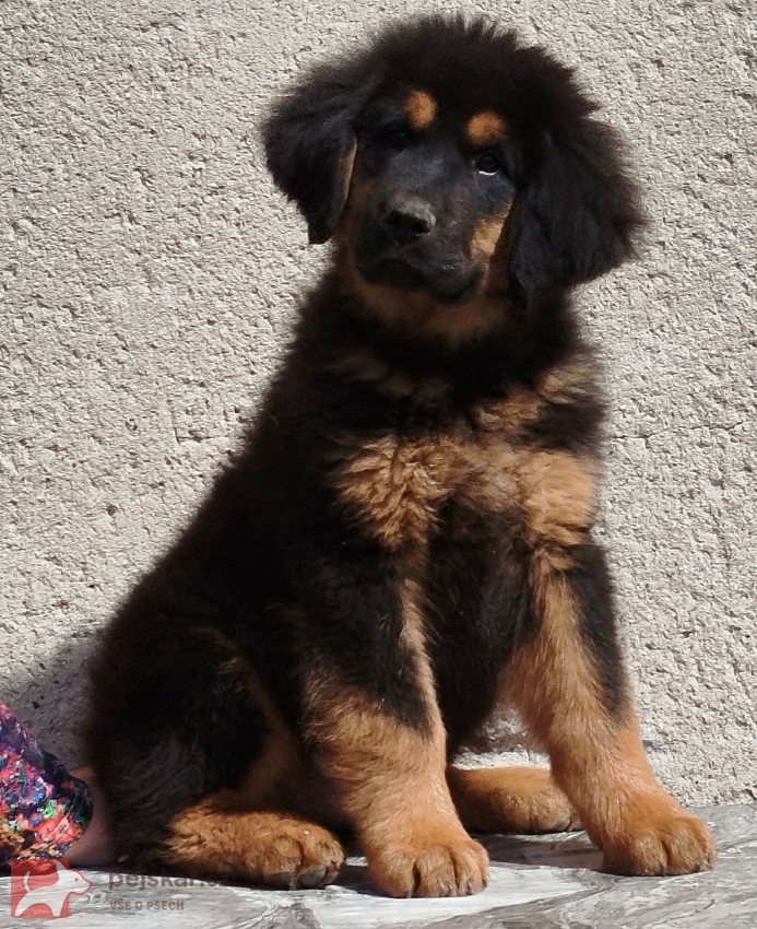 Tibetská doga