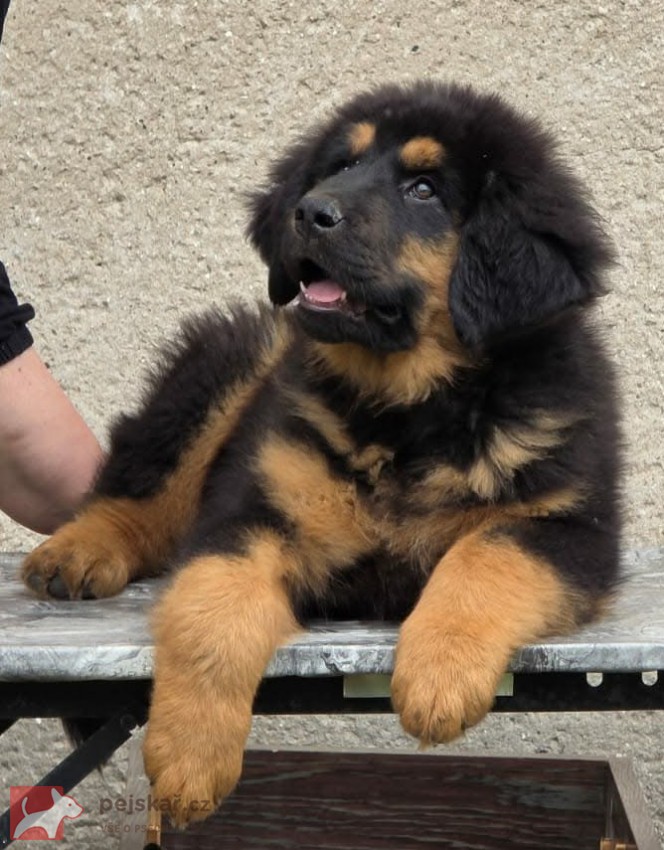 Tibetská doga