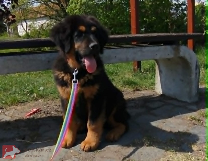 Tibetská doga