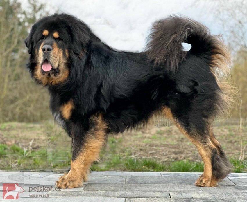 Tibetská doga