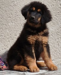Tibetská doga