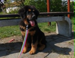 Tibetská doga