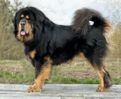 Tibetská doga