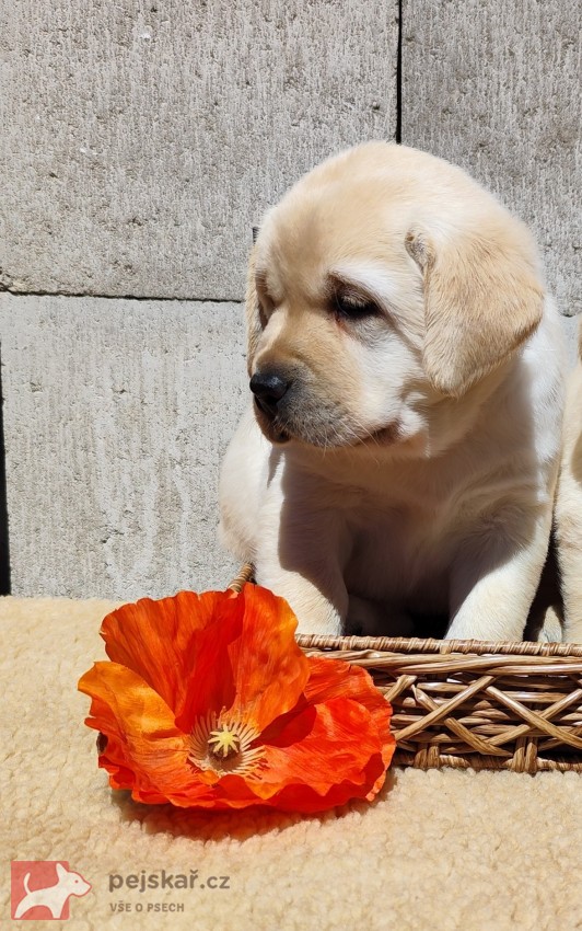 Nabídka štěněte labradorského retrievera