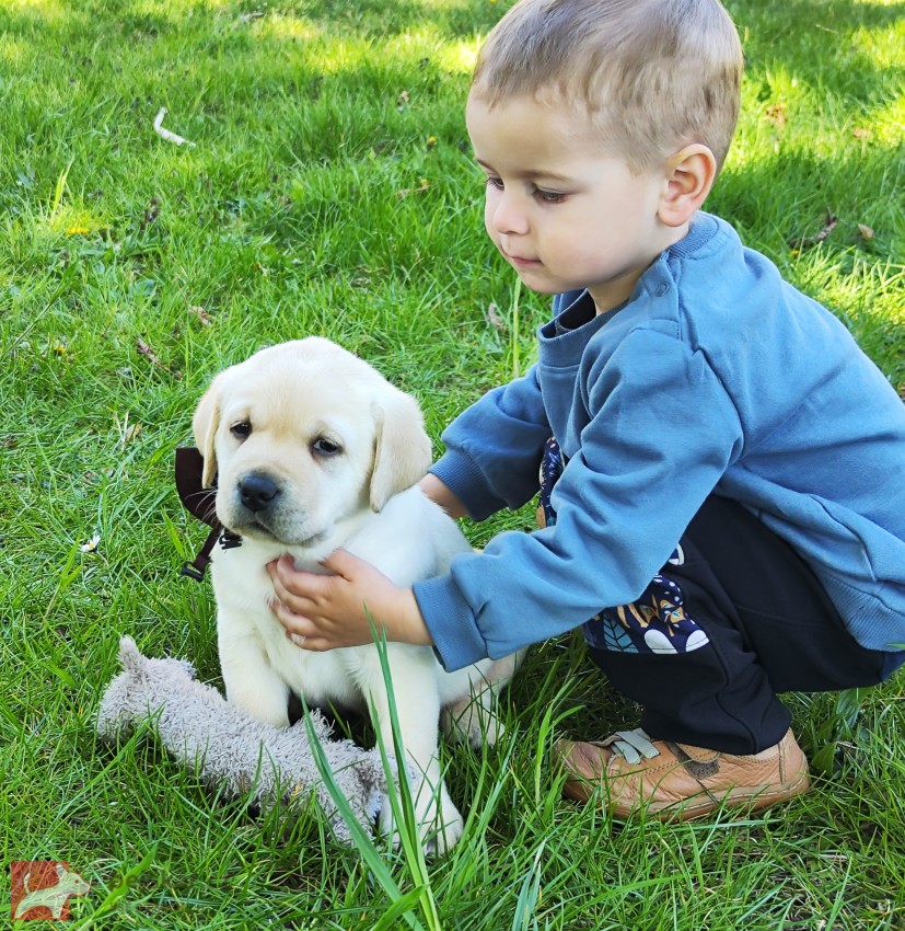 Nabídka štěněte labradorského retrievera