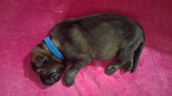 Inzerce psů Štěňátka NO s PP pod FCI