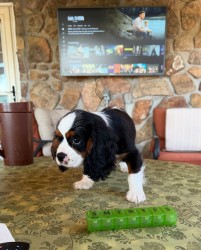 Inzerce psů Cavalier King Charles Spaniel