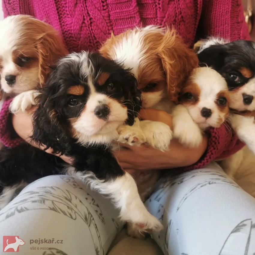 Cavalier King Charles španěl s průkazem původu