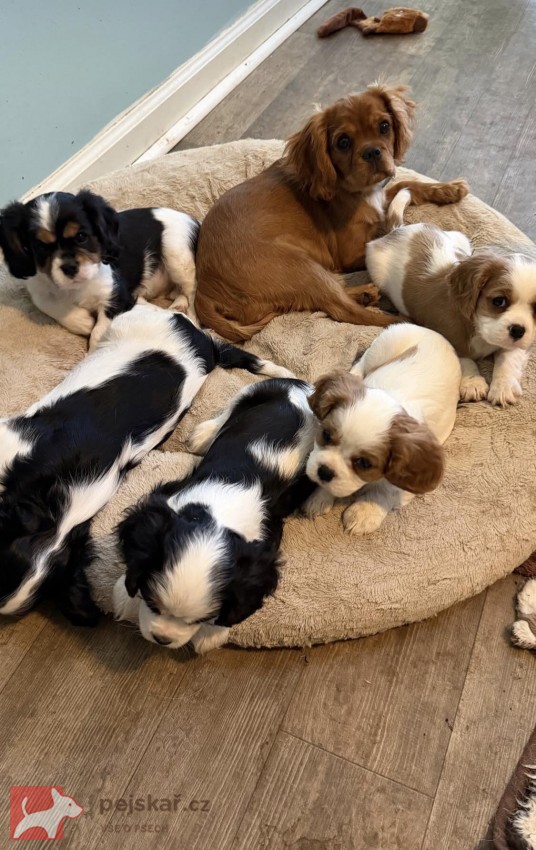 Cavalier King Charles španěl s průkazem původu