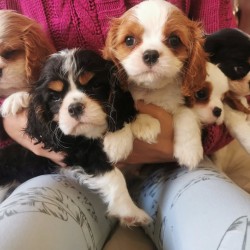 Inzerce psů Cavalier King Charles španěl s průkazem původu