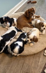 Cavalier King Charles španěl s průkazem původu
