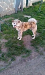 Inzerce psů Akita-Inu