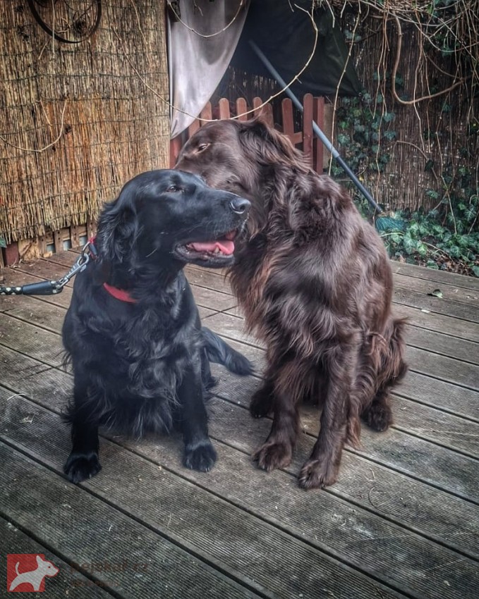 Rezervace štěňátek Flat coated retriever s PP