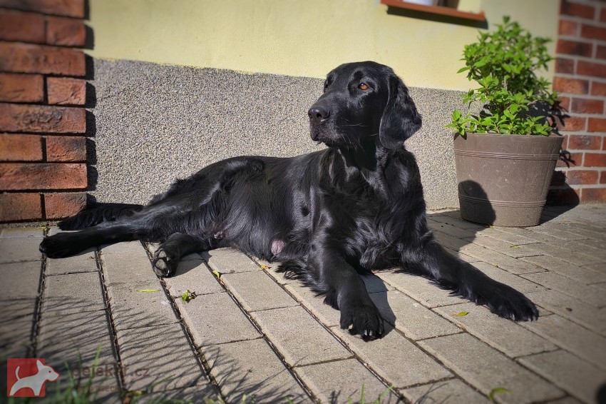 Rezervace štěňátek Flat coated retriever s PP