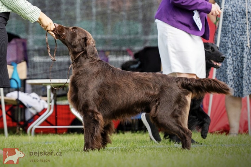 Rezervace štěňátek Flat coated retriever s PP