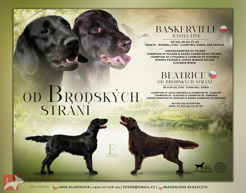Rezervace štěňátek Flat coated retriever s PP