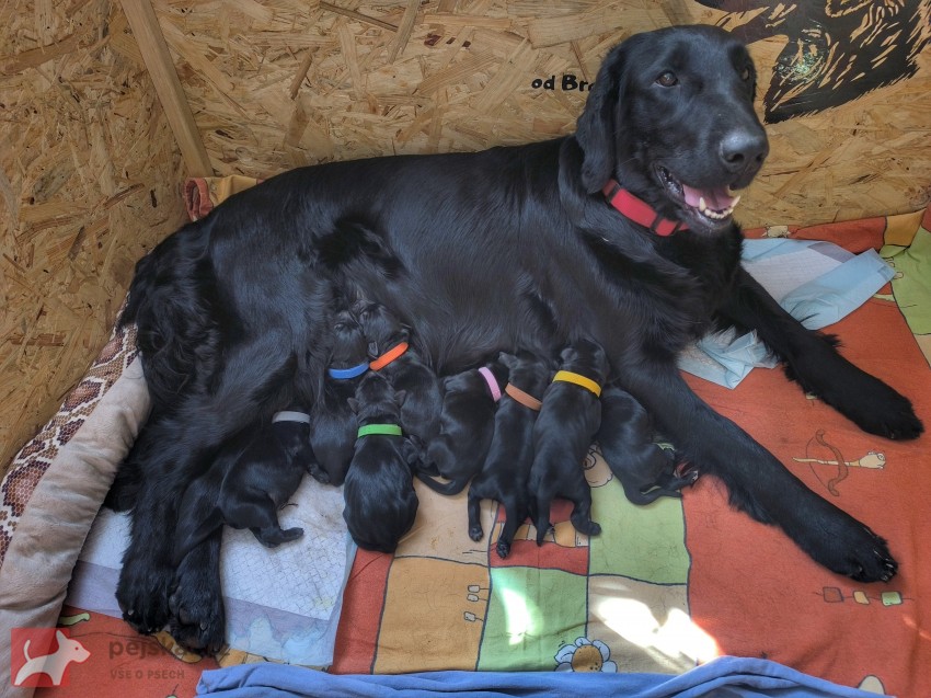 Rezervace štěňátek Flat coated retriever s PP