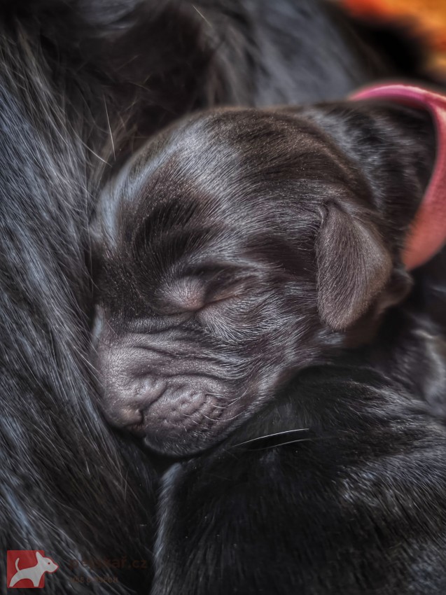 Rezervace štěňátek Flat coated retriever s PP
