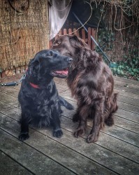 Inzerce psů Rezervace štěňátek Flat coated retriever s PP