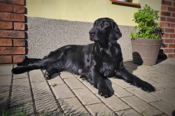 Rezervace štěňátek Flat coated retriever s PP