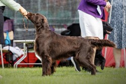 Rezervace štěňátek Flat coated retriever s PP