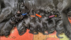 Rezervace štěňátek Flat coated retriever s PP