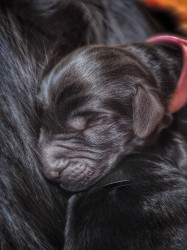 Rezervace štěňátek Flat coated retriever s PP