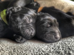 Rezervace štěňátek Flat coated retriever s PP