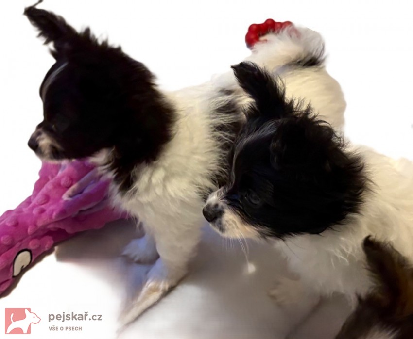 Papillon s PP - do 2,5 kg