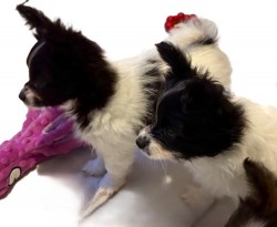 Inzerce psů Papillon s PP - do 2,5 kg
