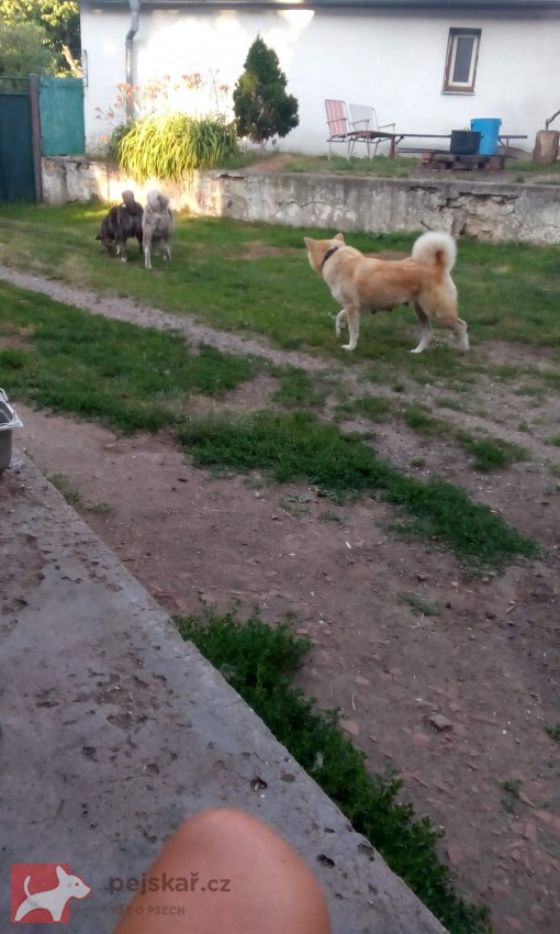 Akita-Inu