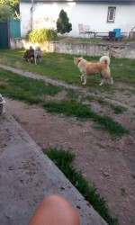 Inzerce psů Akita-Inu