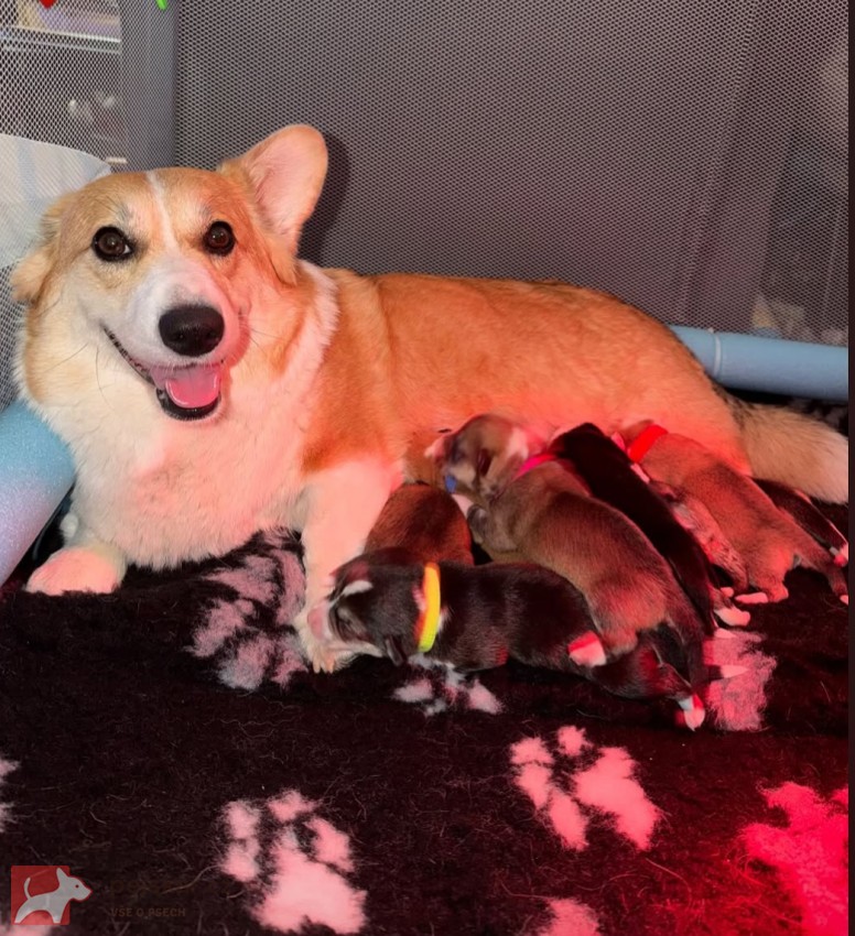 Krásná štěňátka Welsh Corgi Pembroke s PP