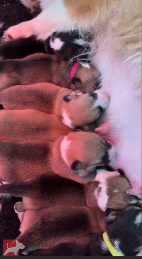 Krásná štěňátka Welsh Corgi Pembroke s PP