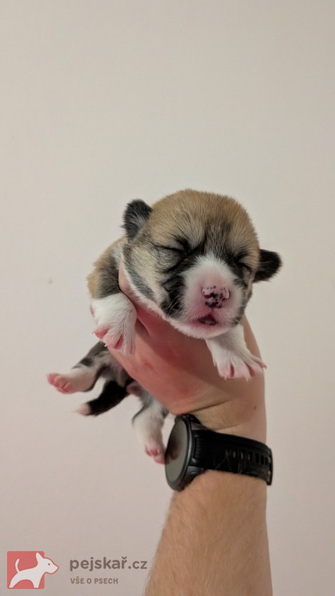 Krásná štěňátka Welsh Corgi Pembroke s PP