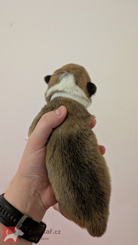 Krásná štěňátka Welsh Corgi Pembroke s PP