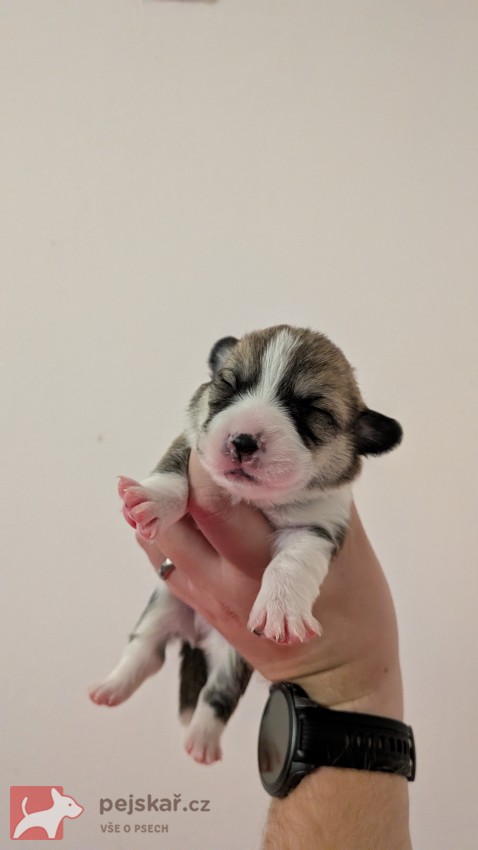 Krásná štěňátka Welsh Corgi Pembroke s PP