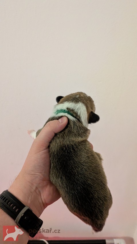 Krásná štěňátka Welsh Corgi Pembroke s PP