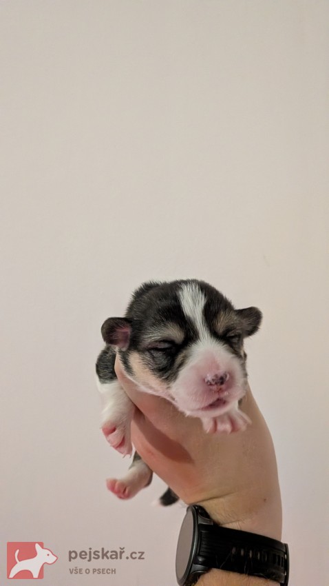 Krásná štěňátka Welsh Corgi Pembroke s PP