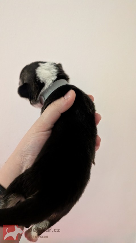 Krásná štěňátka Welsh Corgi Pembroke s PP