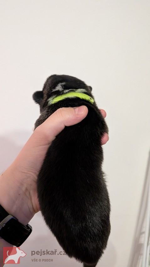 Krásná štěňátka Welsh Corgi Pembroke s PP
