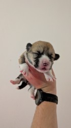 Krásná štěňátka Welsh Corgi Pembroke s PP