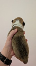 Krásná štěňátka Welsh Corgi Pembroke s PP