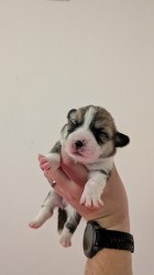 Krásná štěňátka Welsh Corgi Pembroke s PP