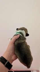 Krásná štěňátka Welsh Corgi Pembroke s PP