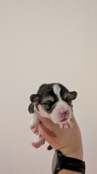 Krásná štěňátka Welsh Corgi Pembroke s PP