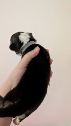 Krásná štěňátka Welsh Corgi Pembroke s PP