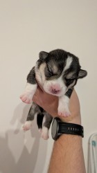 Krásná štěňátka Welsh Corgi Pembroke s PP